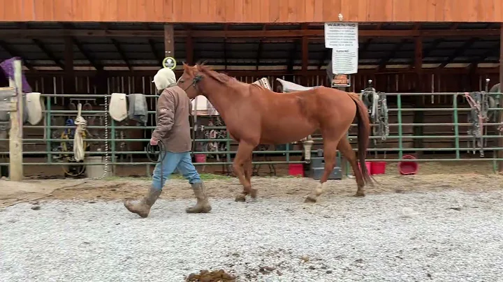 6648- sorrel QH mare 14 yr old 15.2h $950+$40 coggins Deadline 12/19/25