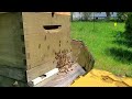 Honeybee swarm. Video 3. 13-May-2024