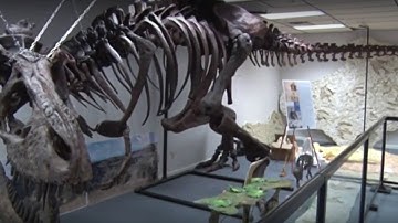 The Discovery: Uncover Nashville Fossils