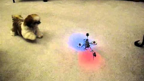 Cute Puppy vs Helicopter