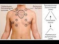 💉 Слушаем лёгкие: Аускультация. Диагностика. Основы / ЗДОРОВЬЕ 😷