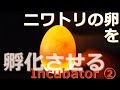 【ニワトリの卵を孵化させる②】 検卵するよ / Checking egg in the incubator ‐Part2‐ 【自由研究】