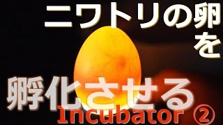 【ニワトリの卵を孵化させる②】 検卵するよ / Checking egg in the incubator ‐Part2‐ 【自由研究】