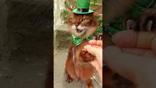 LepreCat Chaos: St. Patrick's Day Gone Wrong! ☘ #cats #stpatricksday
