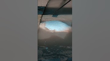 The fishing life #viralvideos