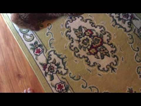 Chú chó toy poodle đáng yêu