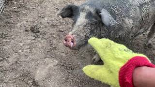 Ferocious Pig Almost Bites My Hand