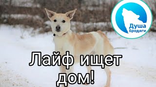 ЛАЙФ ИЩЕТ ДОМ! КАЛУГА ЛАЙФ ИЩЕТ ДОМ! КАЛУГА