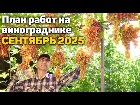 План работ на винограднике - Сентябрь 2025