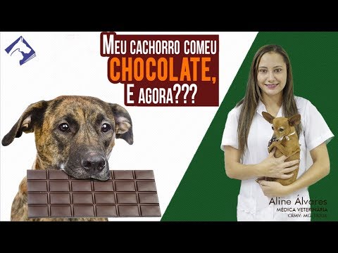 Vídeo: Um cachorro morrerá se comer chocolate?