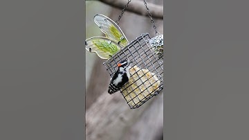 February is National Bird Feeding Month