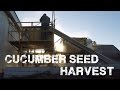 Harvesting, Washing, and Drying Cucumber Seed