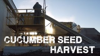 Harvesting, Washing, and Drying Cucumber Seed