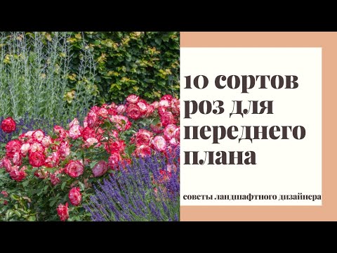 Почвопокровные розы в дизайне сада. 10 лучших сортов роз для переднего плана розария и цветника.