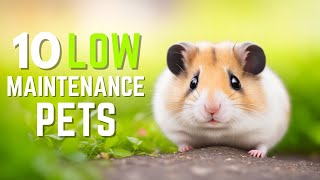 Top 10 Low Maintenance Pets | Easiest Pets To Take Care Of For Busy Owners | Pet Insider by Pet Insider 761 views 11 months ago 5 minutes, 13 seconds