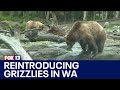 Grizzly bears returning to North Cascades | FOX 13 Seattle