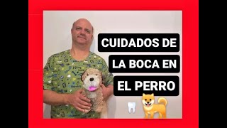 Cuidados dentales en perros.