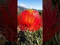 Timelapse - Fireworks Pincushion #flowers #nature #garden #relaxingmusic #plants #exoticflowers