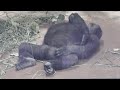 母から逃げる途中、父に捕まって餌を全て奪われたキンタロウ⭐️ゴリラ Gorilla【京都市動物園】Kintaro was robbed of all his food by his father.