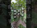 【茄子・兎にも角にも水が命ですね！】 #ナス栽培