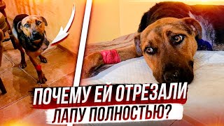 Как Ласка после ампутации лапы? Почему отрезали полностью? Лиса ходит под себя😟 что то с лапами