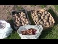 Посадка картофеля ДЕДОВСКИМ методом!!!Planting potatoes with a reliable method !!!