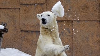 雪玉を投げるホッキョクグマ キャンディ~Polar Bear throws snow ball
