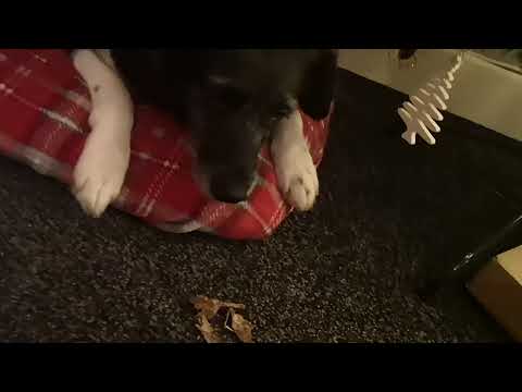 Видео: Day 24 Doggy Advent Calendar with Romanian Rescue Ronnie