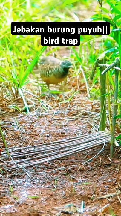 jebakan burung puyuh hutan bird trap,easy bird trap!!#shorts #birdtrap #easybirdtrap #burung #puyuh
