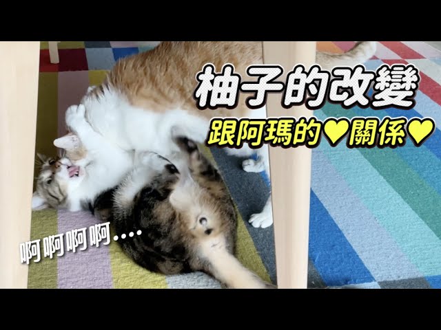 【柚子的改變！跟阿瑪的❤️關係❤️】志銘與狸貓
