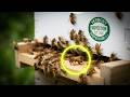 Hive Front Porch Drama: Bees Just Hanging Out 🐝 #Bees #Beehive #Beekeeping #BeeVideo