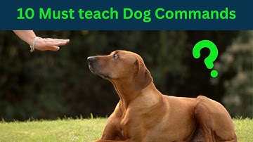 🐶 10 Must-Teach Dog Commands 🐾 | Train Your Pup Like a Pro!