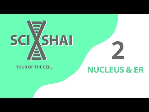 Nucleus and ER | Tour of the Cell