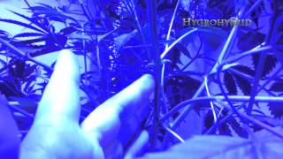 Prepping Your Cannabis Plants For Success!