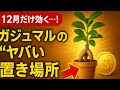 【12月限定】年末に金運を爆上げ!ガジュマルの秘密の置き場所と育て方🌿💰