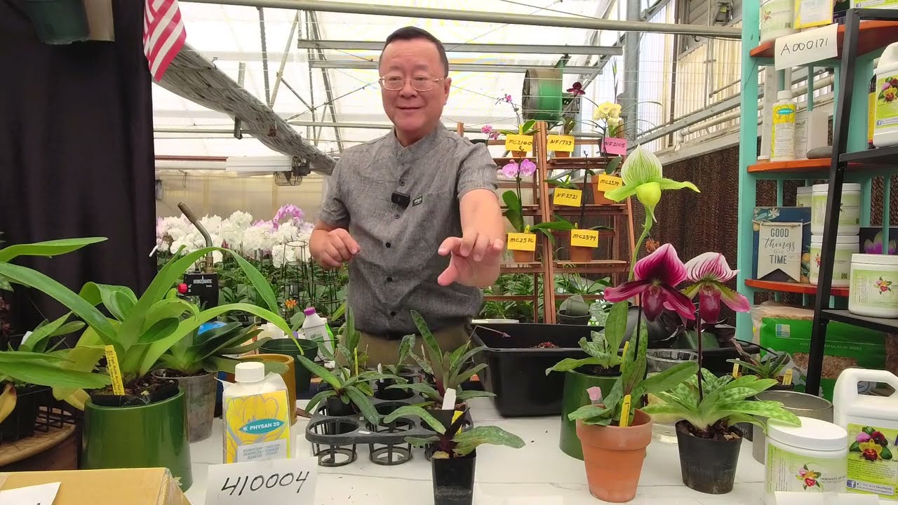 Norman Fang Live!  Episode 106 Repotting and Dividing of Paphiopedilum Orchids