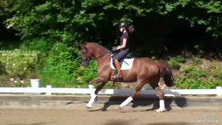 M dressage horse for sale / M Dressurpferd zu verkaufen Westfalian gelding *2016, by Vilancio