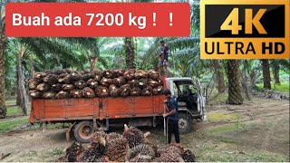 Buah sawit ada 7200 kg !!! | Oil Palm Driver | POV | Malaysia | Indonesian | 4K | lori