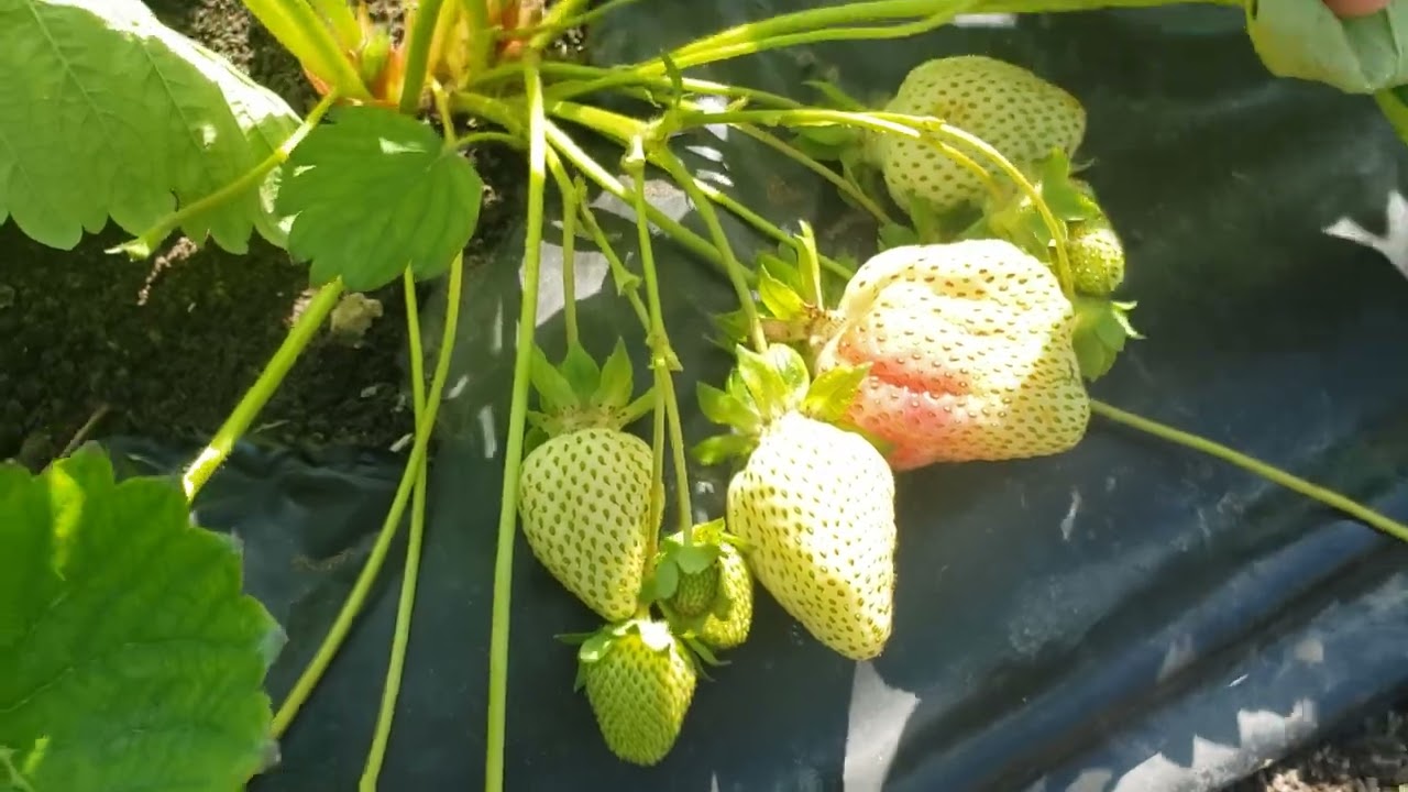 Клубника Азия и Купчиха. Начало созревания ягод.