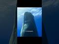 Sperm whale calves need 6 years to hunt on their own#wildlife #animals #short #video