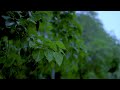 Rain Sounds for Deep Sleep and Relaxation | Fall Asleep Fast
