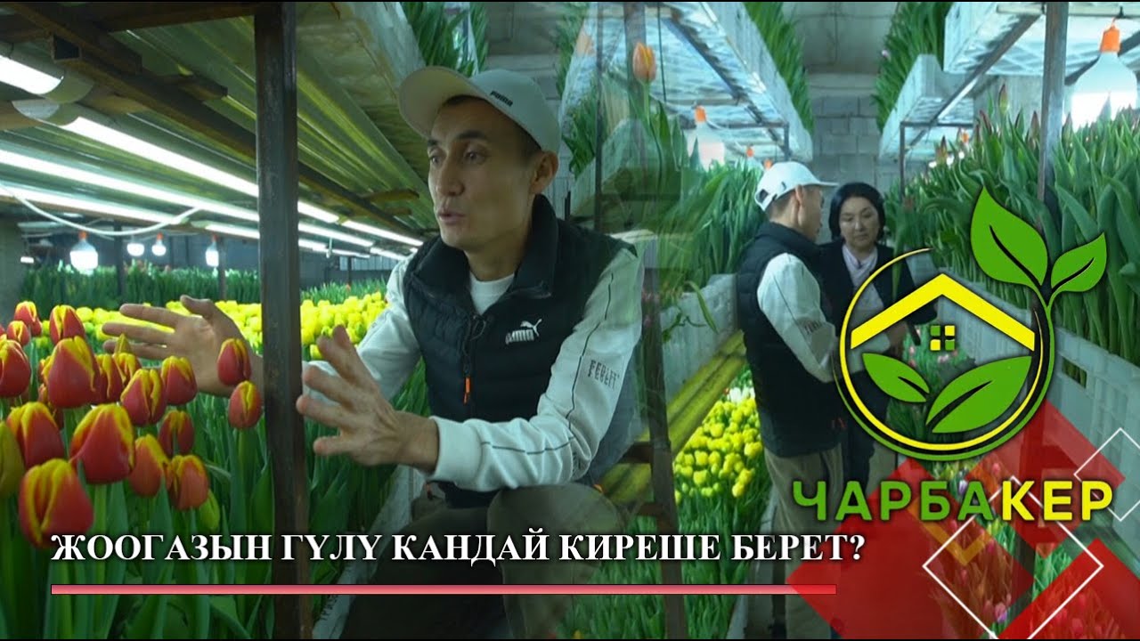 Гүл өстүрүү пайдалуубу? // ЧАРБАКЕР берүүсү