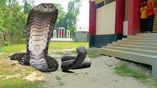 Anaconda Snake In Real Life Green Screen Video Part 2