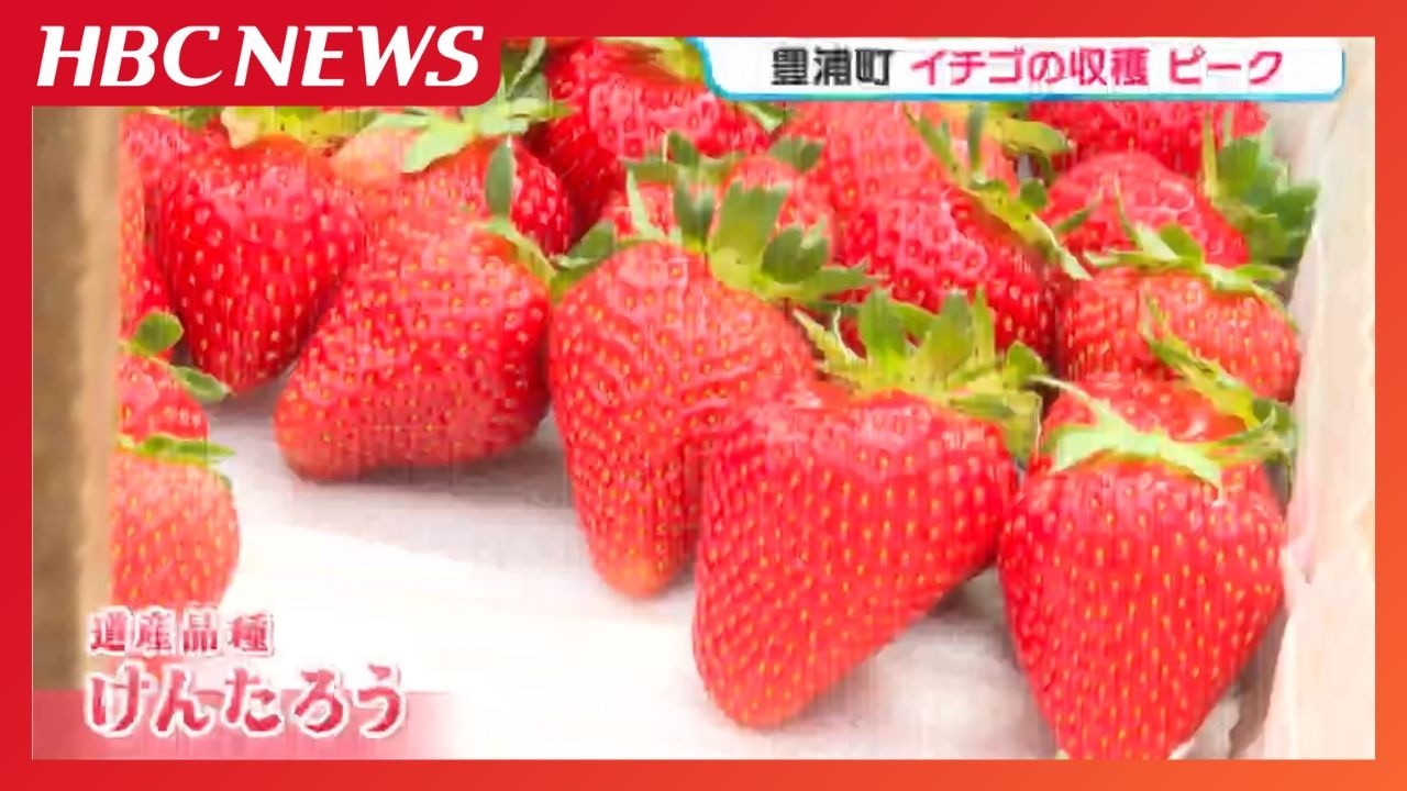 Strawberry Harvest Peaks: Favored by Good Weather for 