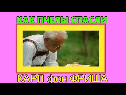 КАК ПЧЕЛЫ СПАСЛИ КАРЛ ФРИША.