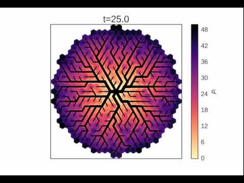 Adaptive Dynamics with no growth (triangular lattice)