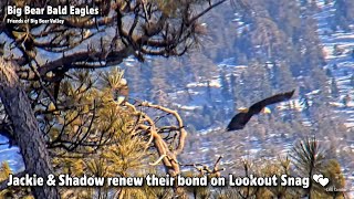 FOBBV CAM🦅Jackie \& Shadow Renew Their Bond On Lookout Snag💕2023-03-12