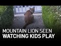 Mountain Lion Watches Kids Ride Bikes in Bay Area