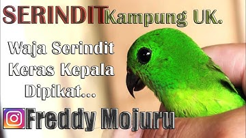 Waja SERINDIT keras kepala dipikat_ Vlog #080