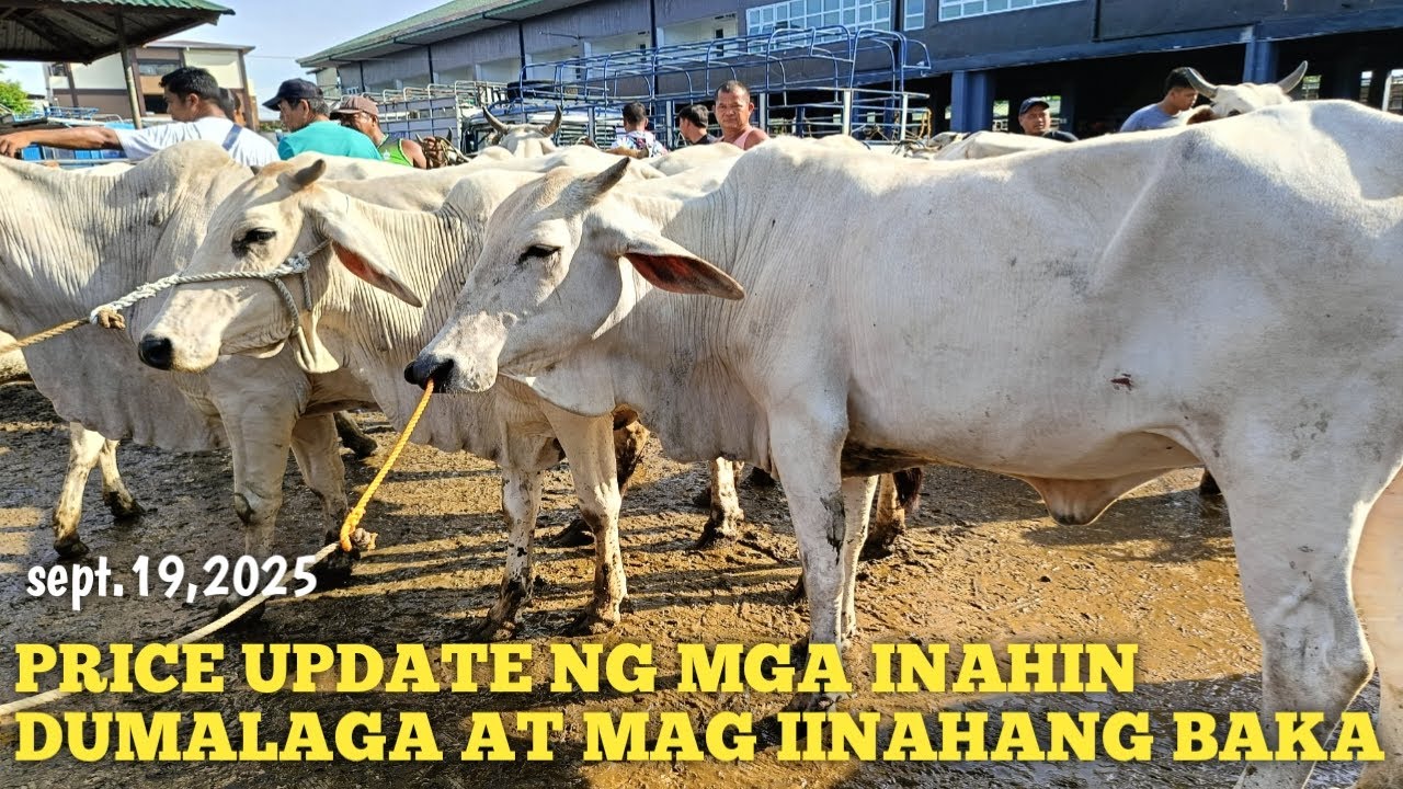 Price Update ng mga Inahin,Dumalaga at Mag iinahang Baka! - YouTube